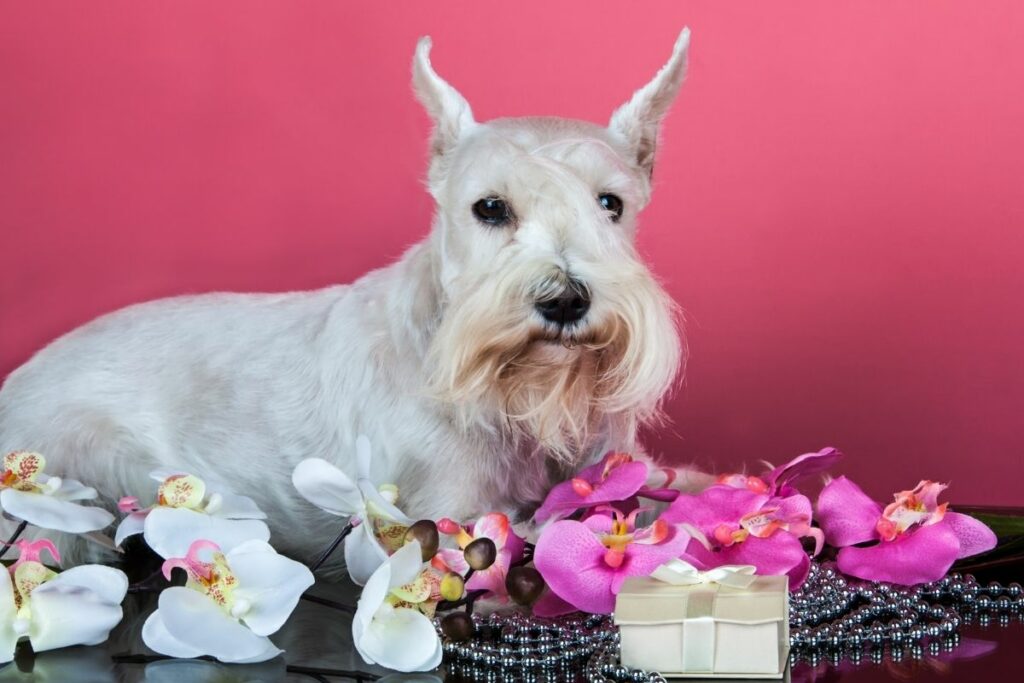 Are Orchids Poisonous To Dogs? Botanic Box