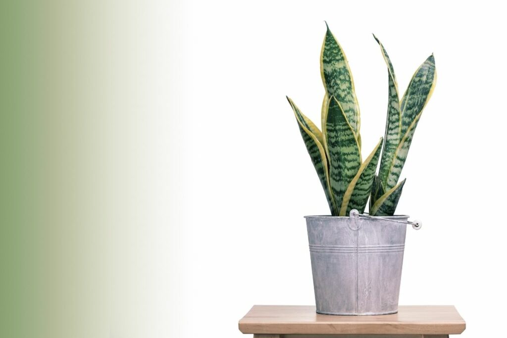 How Much Sun Does A Snake Plant Need? Botanic Box