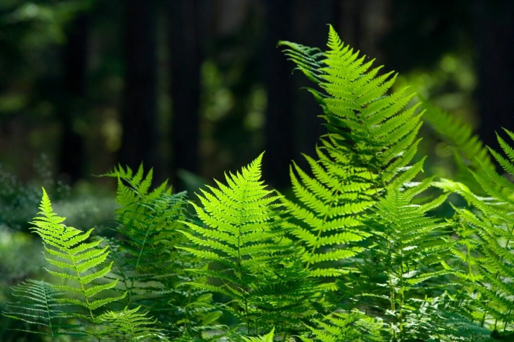 How Much Water Do Ferns Need Botanic Box 2022 