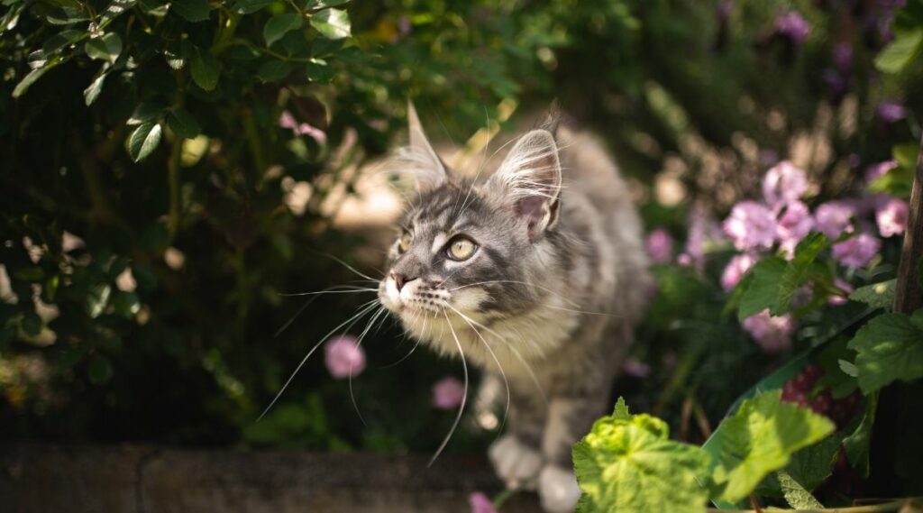 Are Air Plants Toxic To Cats 