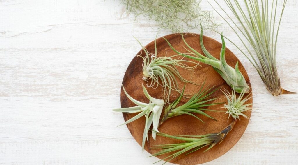 Are Air Plants Toxic To Cats