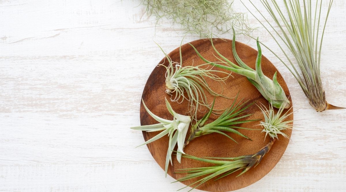 Are Air Plants Toxic To Cats