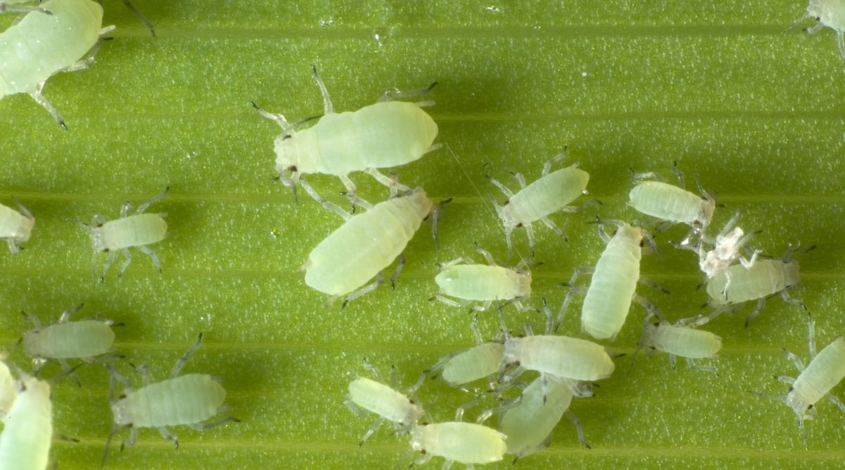 Are Aphids Harmful To Humans