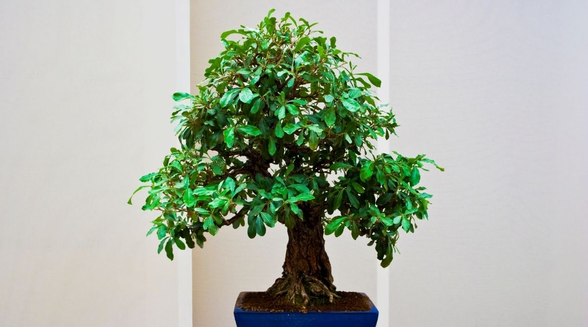 Are Bonsai Trees Poisonous To Cats