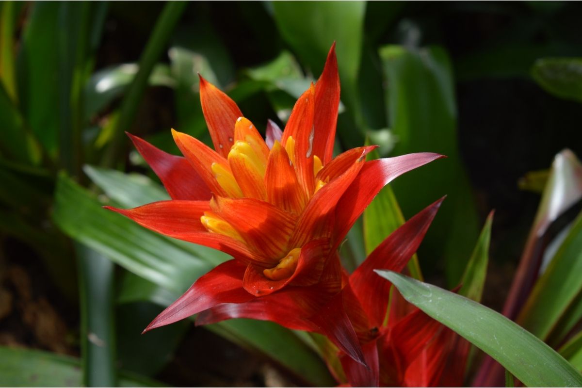 Are-Bromeliads-Toxic-to-Cats