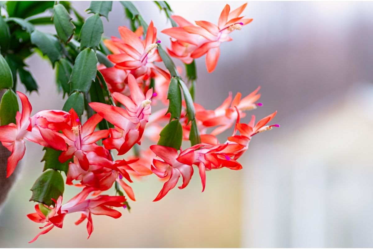 Are Christmas Cactus Poisonous To Cats? - Botanic Box