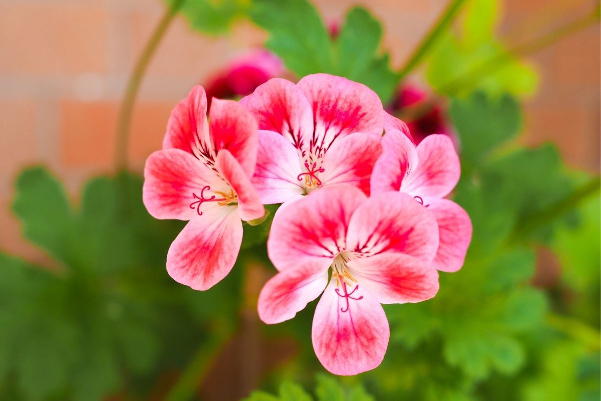 Are-Geraniums-Poisonous-To-Dogs