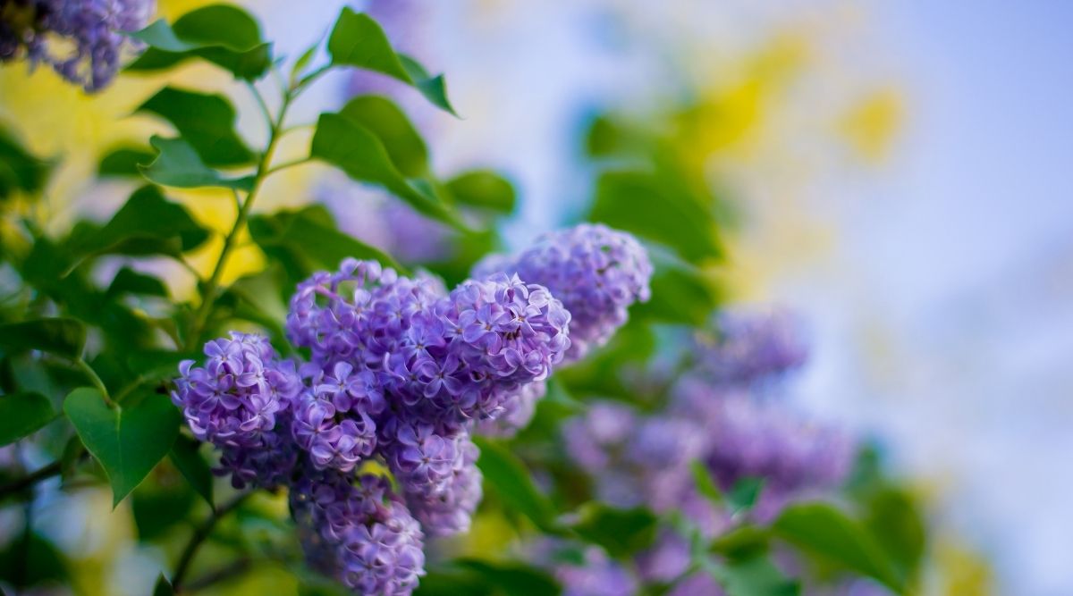 Are Lilacs Poisonous To Dogs