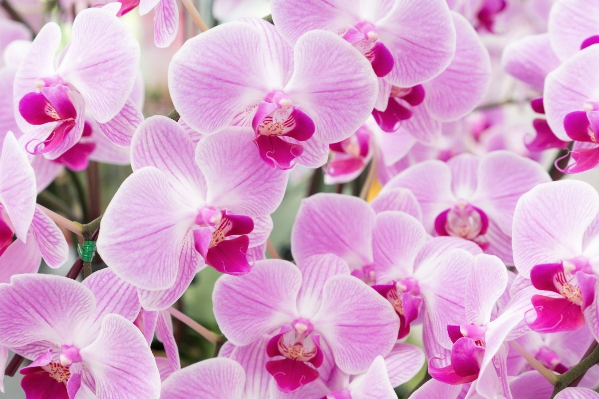 Are Orchids Toxic To Cats