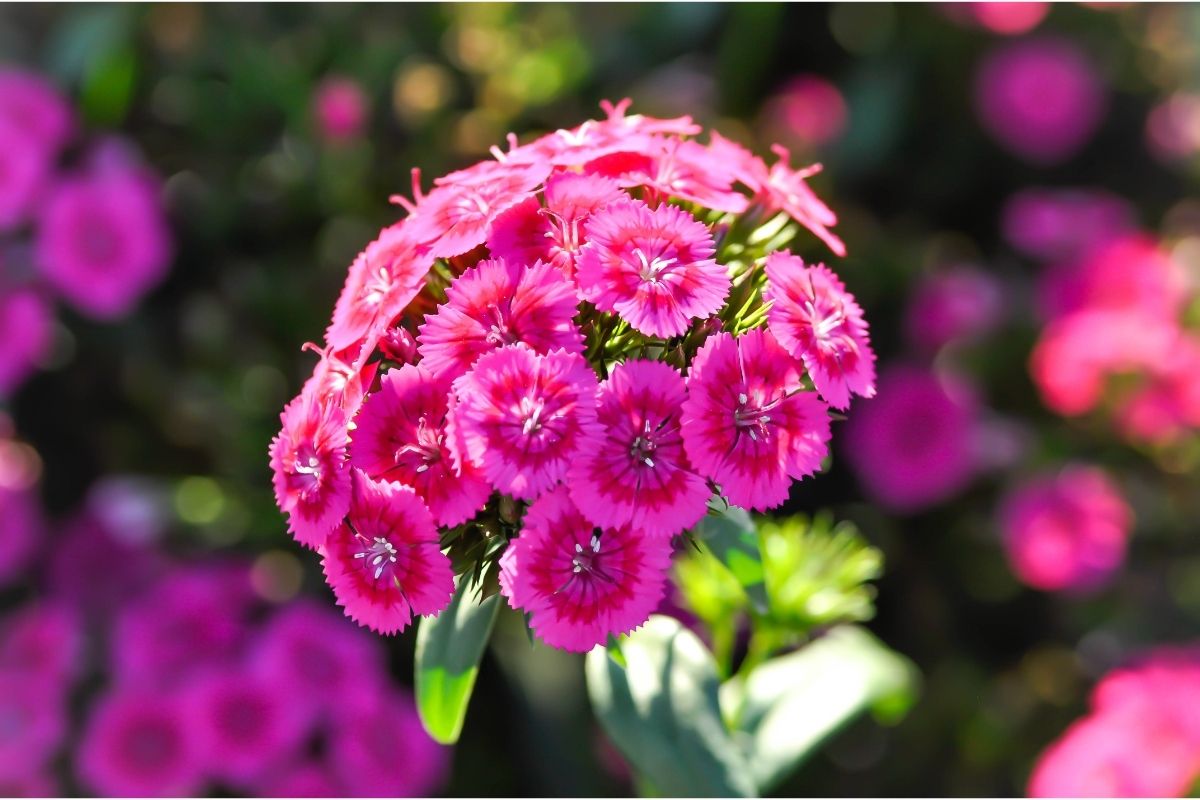 Are-Petunias-Poisonous-To-Dogs