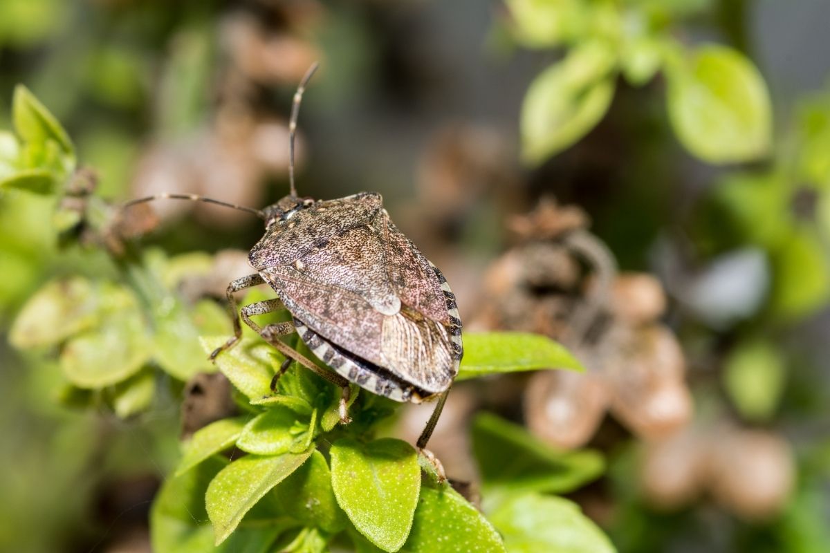 Are-Stink-Bugs-Poisonous