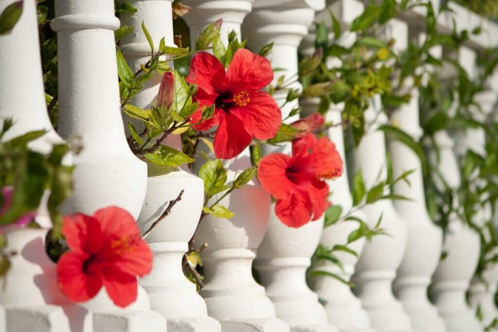 Can Hibiscus Survive Winter 