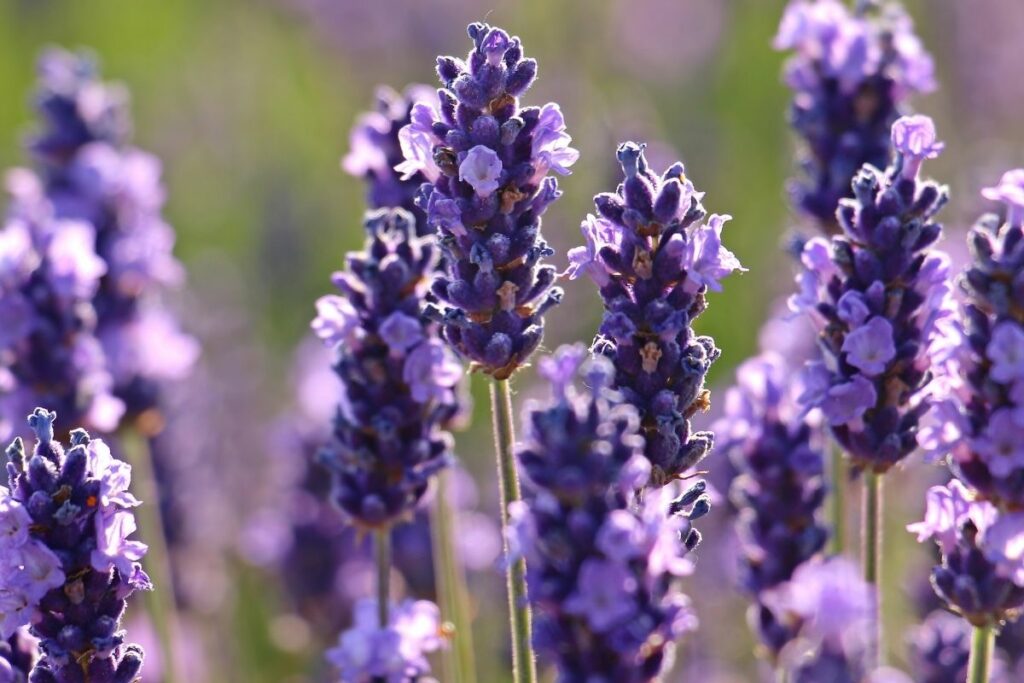 Can Lavender Grow In Shade