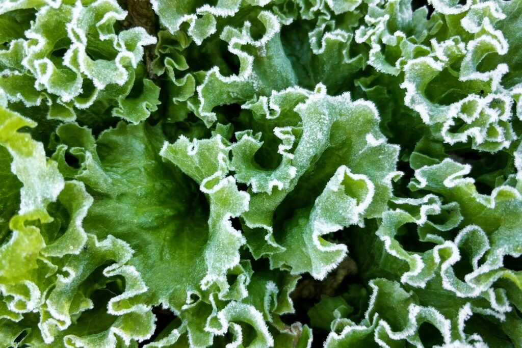 Can Lettuce Survive Frost