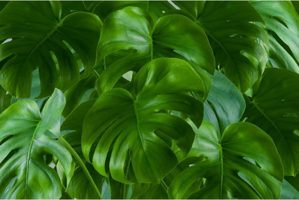 Can Monstera Live Outside