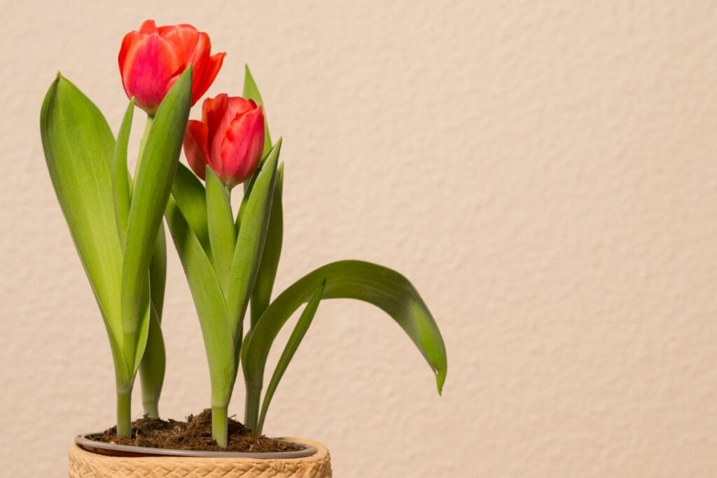 Can Tulips Grow Indoors