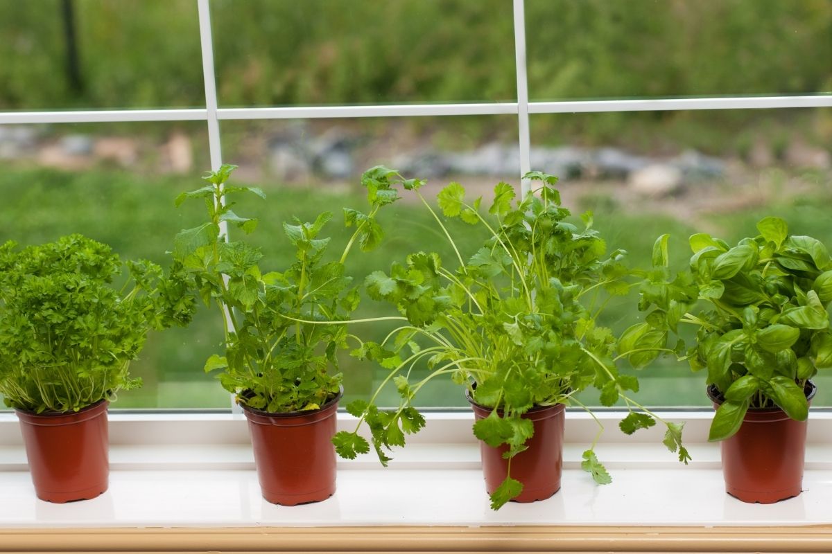 Can-You-Grow-Cilantro-Indoors-3-1