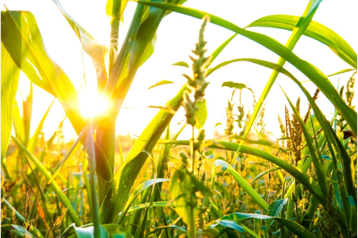 can-you-grow-corn-in-a-pot-botanic-box