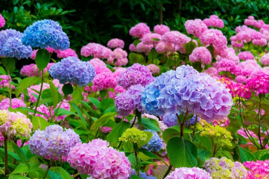 Can You Grow Hydrangeas Indoors? 