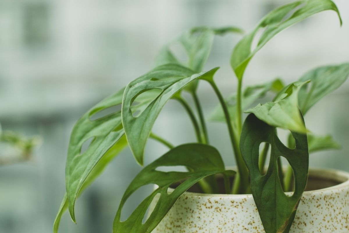 Can You Propagate Monstera