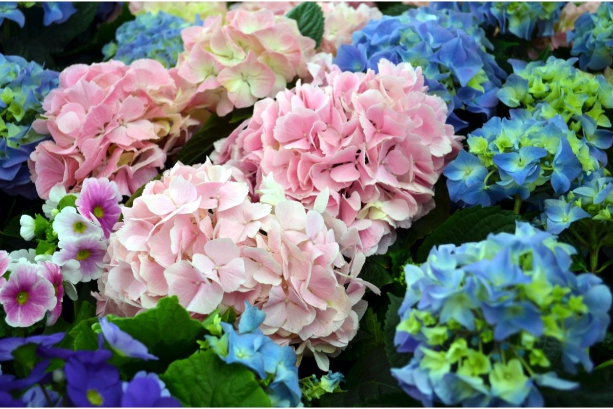 Can You Transplant Hydrangeas