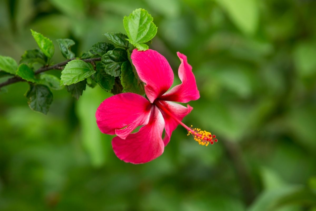 Do Hibiscus Come Back Every Year