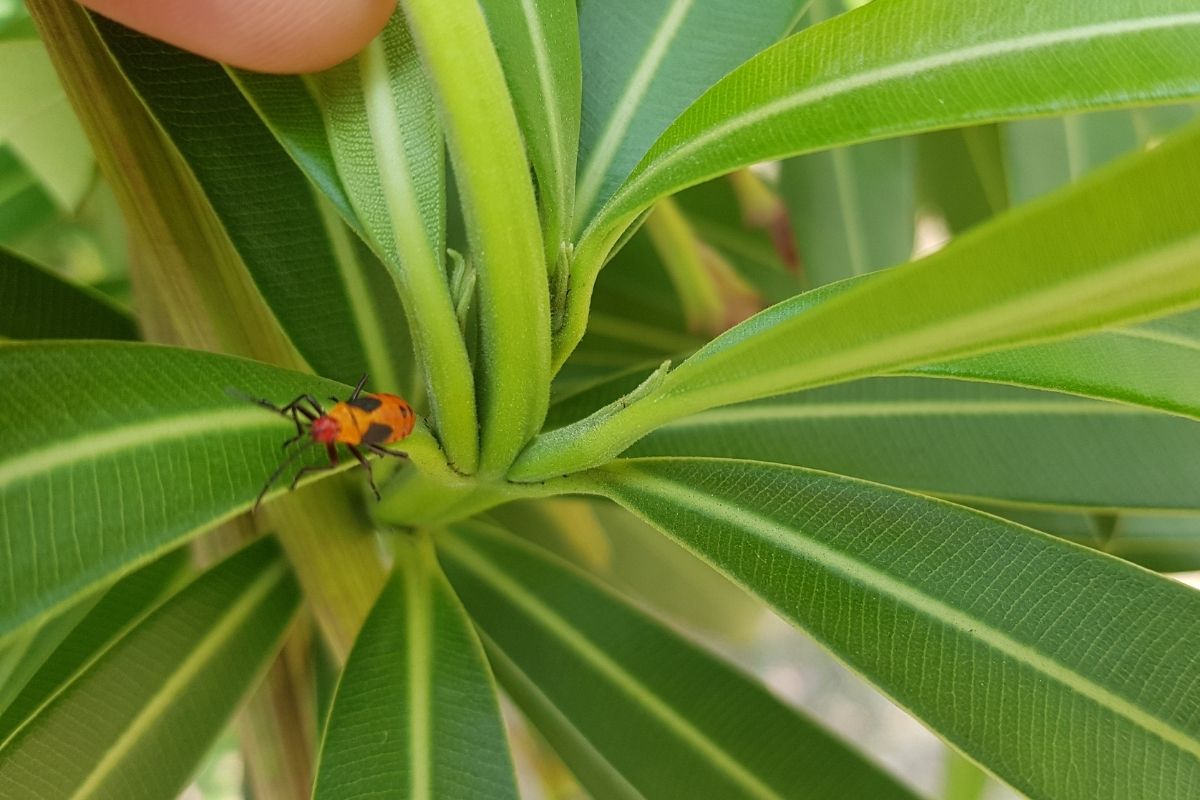 Do Indoor Plants Attract Bugs