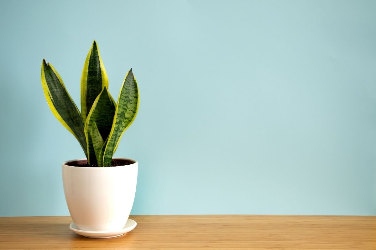 Do Snake Plants Like Humidity