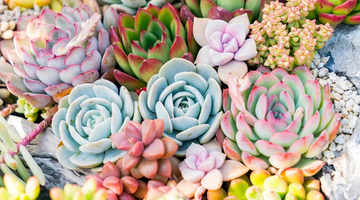 Do Succulents Like Humidity