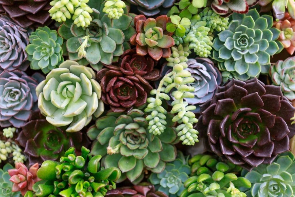 Do Succulents Need Fertilizer