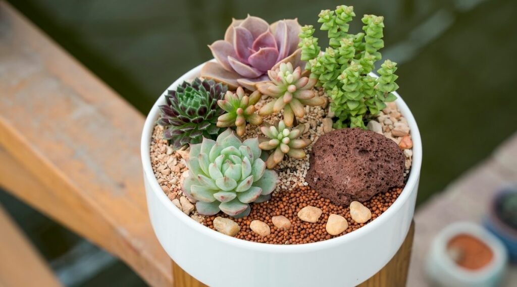 Do Succulents Need Light