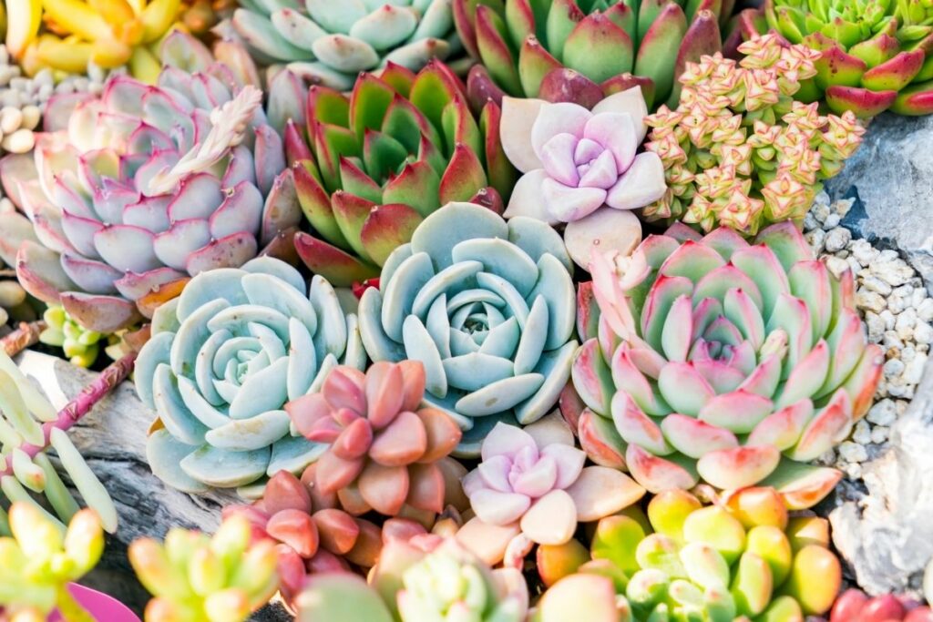 How-Big-Do-Succulents-Get