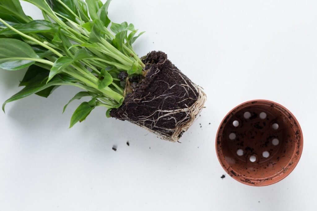 How Can You Get Rid Of Root Rot