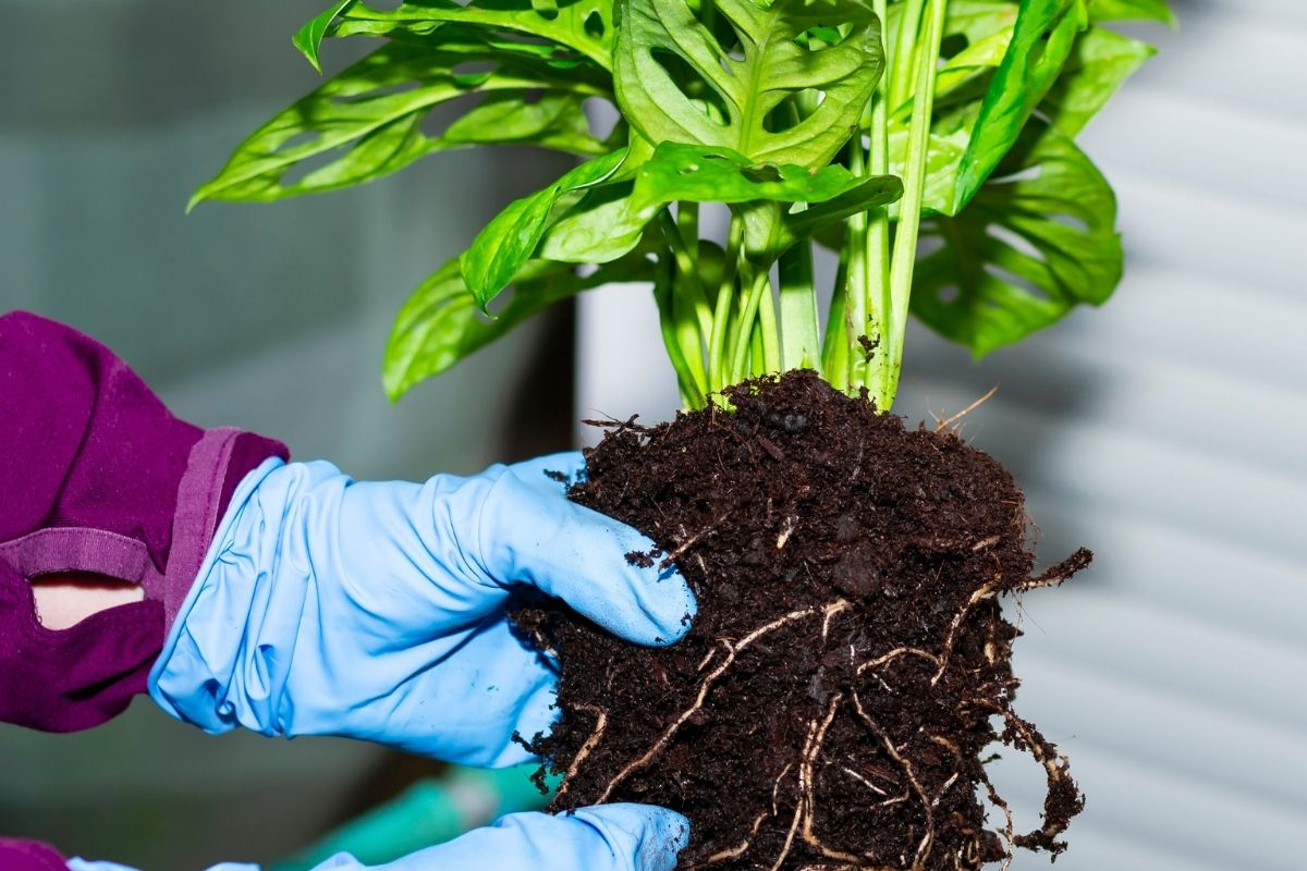 How Deep Do Monstera Roots Grow Botanic Box