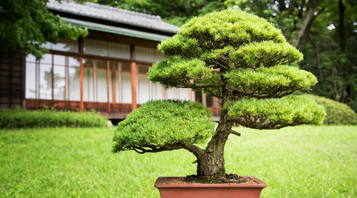 How Do Big Do Bonsai Trees Get