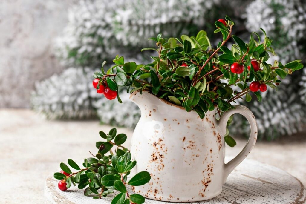 How Do You Grow Cranberries Indoors?