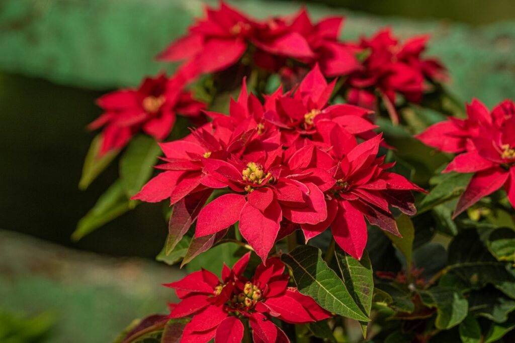 How Do You Prune A Poinsettia 