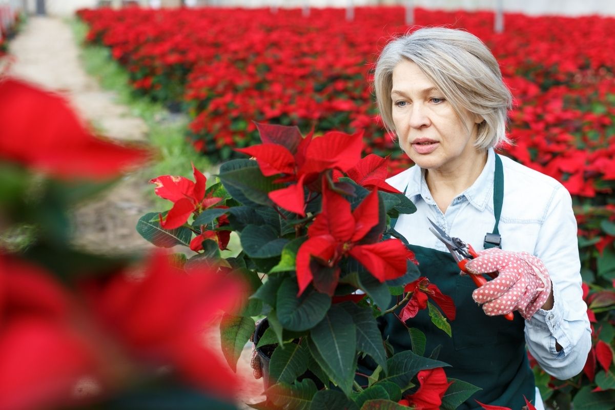 How-Do-You-Prune-A-Poinsettia-2