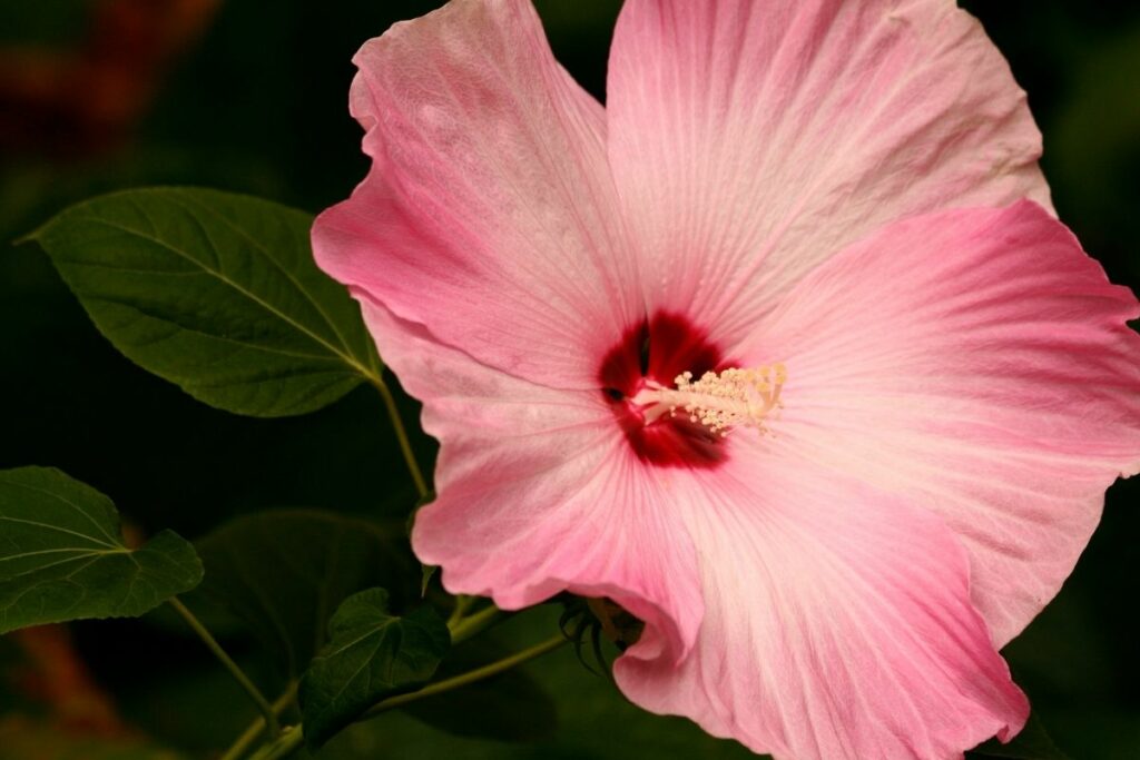 How Do You Stop Hardy Hibiscus From Growing So Tall Indoors