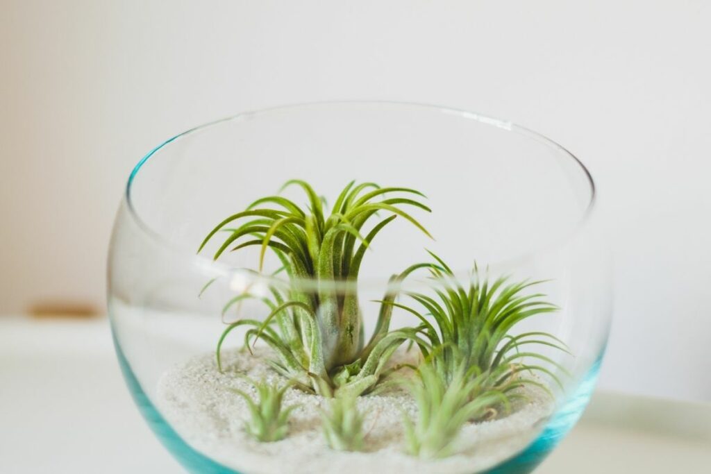 How Fast Do Air Plants Grow?