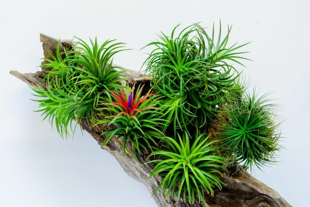 How Fast Do Air Plants Grow? 