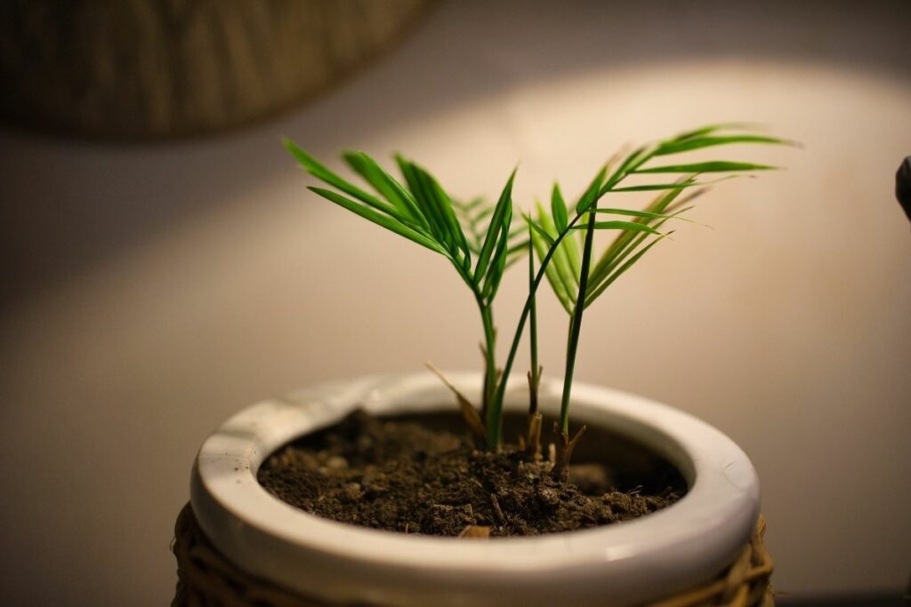 How Fast Do Areca Palms Grow?