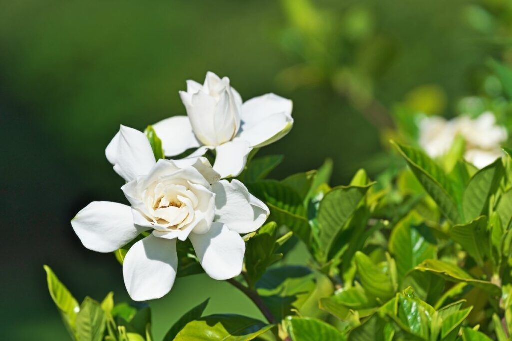 How Fast Do Gardenias Grow