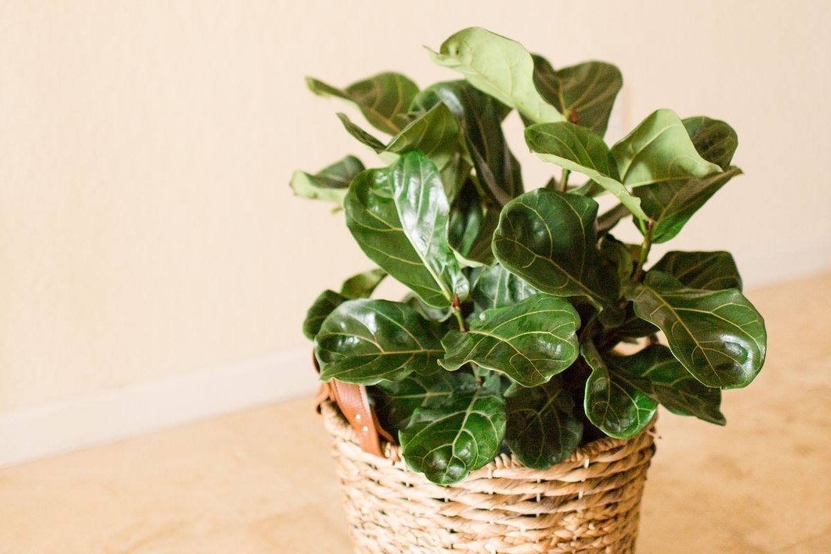 How-Fast-Does-A-Fiddle-Leaf-Fig-Grow