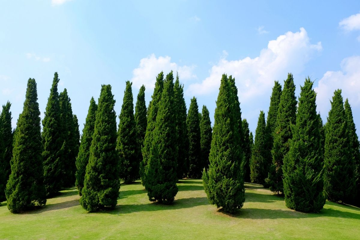 how-fast-does-a-pine-tree-grow-botanic-box