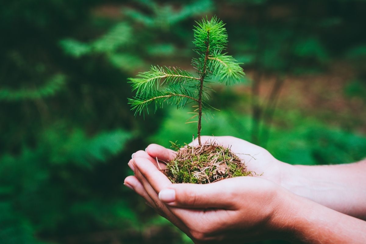 How Fast Does A Pine Tree Grow