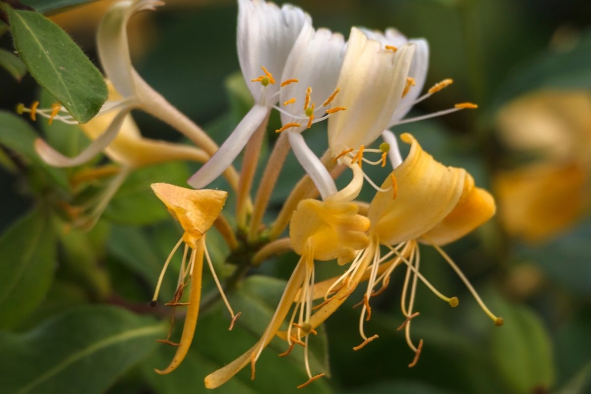 how-fast-does-honeysuckle-grow-botanic-box