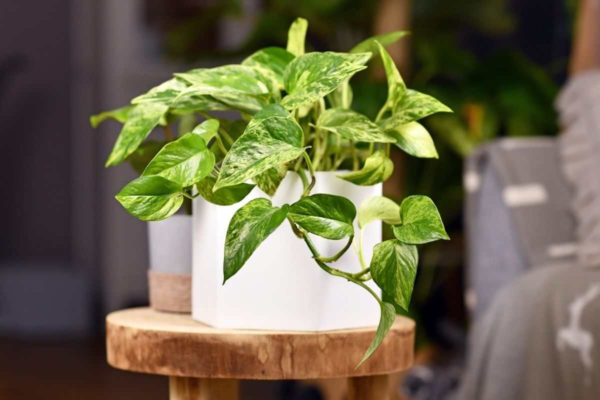 How Fast Does Pothos Grow (1)