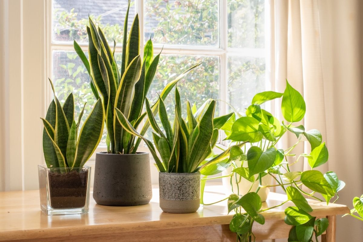 How-Fast-Does-Snake-Plant-Grow-