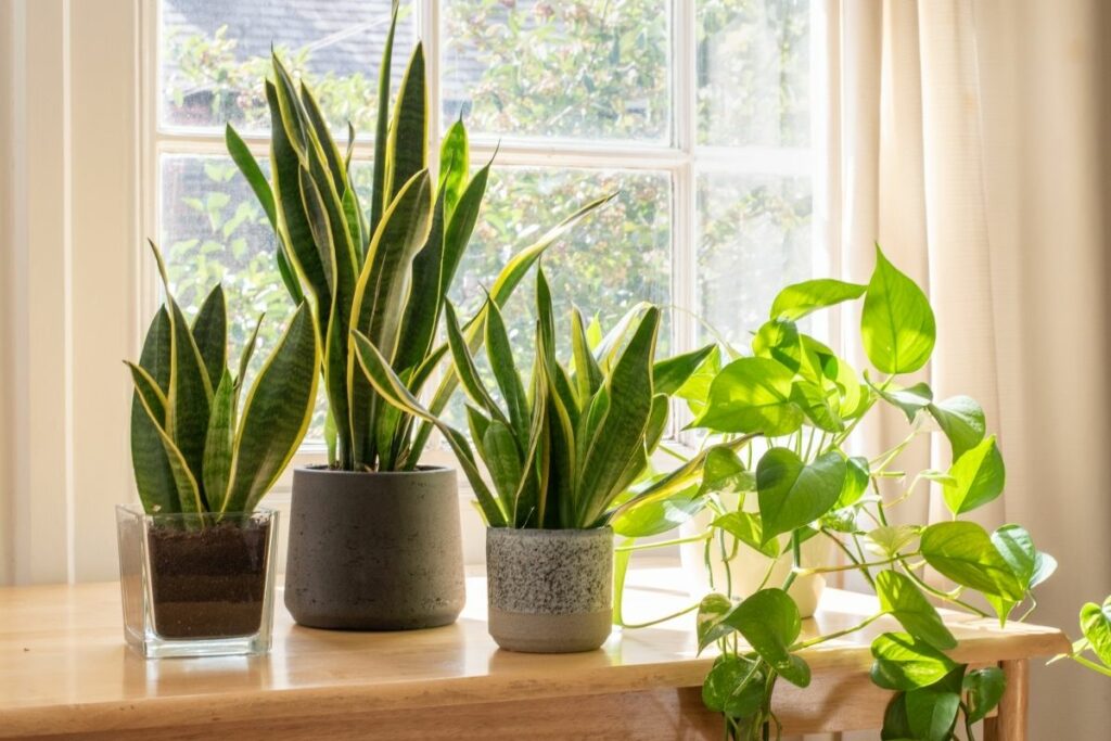 How Fast Does Snake Plant Grow?